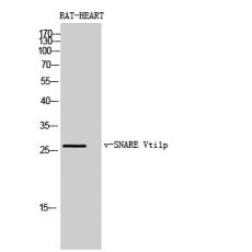 Anti-v-SNARE Vti1p antibody