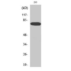 Anti-WAVE1 antibody