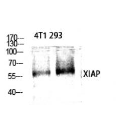 Anti-XIAP antibody