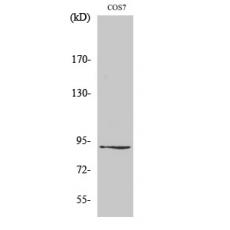 Anti-ZC3H11A antibody