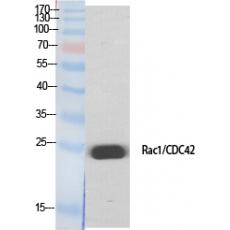 Anti-Rac1/2/3/CDC42 antibody