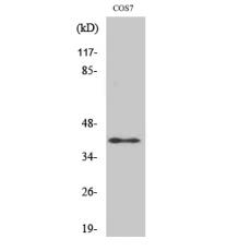 Anti-Rad51C antibody