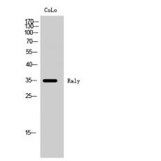 Anti-Raly antibody