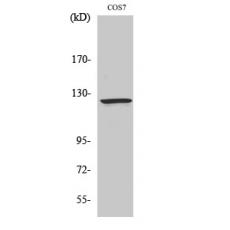 Anti-Ran BP-6 antibody