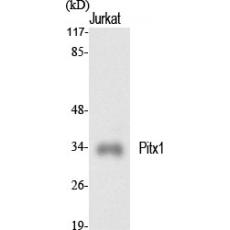 Anti-Pitx1 antibody