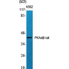 Anti-PKAα/β cat antibody