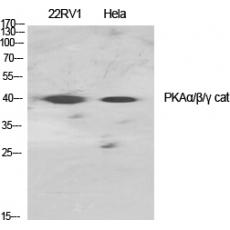 Anti-PKAα/β/γ cat antibody