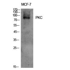 Anti-PKC antibody