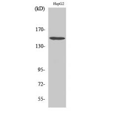 Anti-PLC β3 antibody