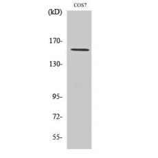 Anti-POLR3A antibody