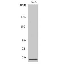 Anti-PPP2R3C antibody