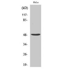 Anti-PRIM1 antibody
