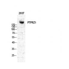 Anti-PTPζ antibody