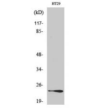 Anti-Rab 7L1 antibody