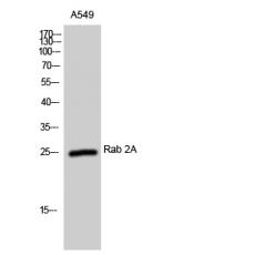 Anti-Rab 2A antibody