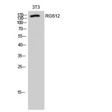 Anti-RGS12 antibody