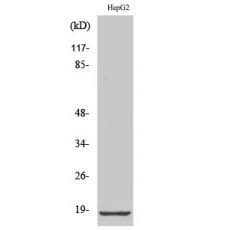 Anti-Ribosomal Protein L12 antibody