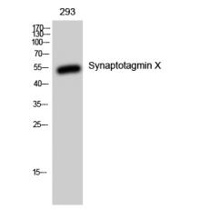 Anti-Synaptotagmin X antibody