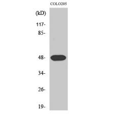 Anti-Synaptotagmin XI antibody