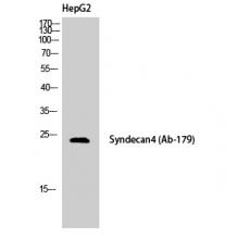 Anti-Syndecan-4 antibody