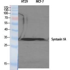 Anti-Syntaxin 1 antibody