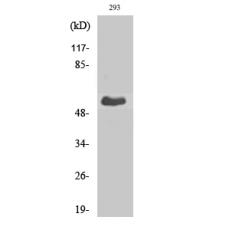 Anti-T3JAM antibody