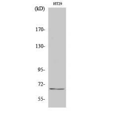 Anti-TAF5L antibody