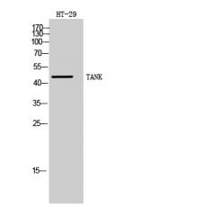 Anti-TANK antibody