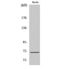 Anti-Sam 68 antibody
