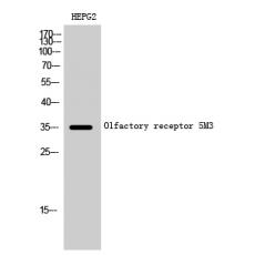 Anti-Olfactory receptor 5M3 antibody