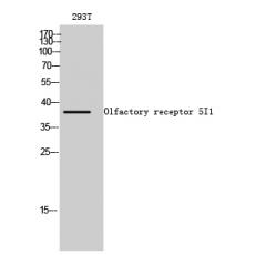 Anti-Olfactory receptor 5I1 antibody