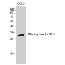 Anti-Olfactory receptor 5H15 antibody