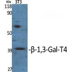 Anti-β-1,3-Gal-T4 antibody
