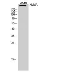 Anti-NuMA antibody
