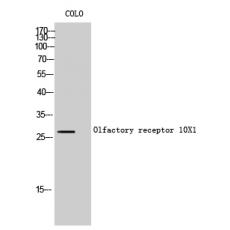 Anti-Olfactory receptor 10X1 antibody