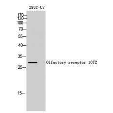Anti-Olfactory receptor 10T2 antibody