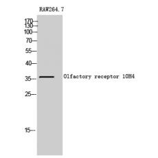 Anti-Olfactory receptor 10H4 antibody