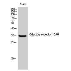 Anti-Olfactory receptor 10A6 antibody