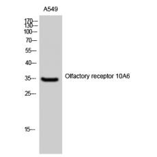 Anti-Olfactory receptor 10A6 antibody