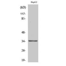 Anti-Olfactory receptor 13H1 antibody