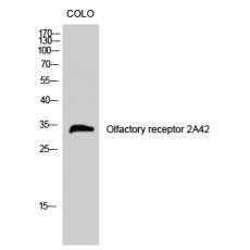 Anti-Olfactory receptor 2A42 antibody
