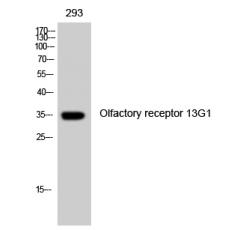 Anti-Olfactory receptor 13G1 antibody