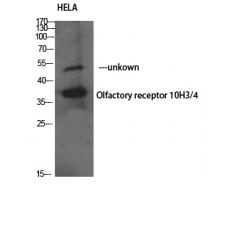 Anti-Olfactory receptor 10H3/4 antibody