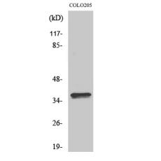 Anti-p14 antibody