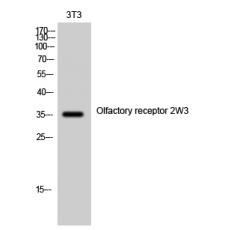 Anti-Olfactory receptor 2W3 antibody
