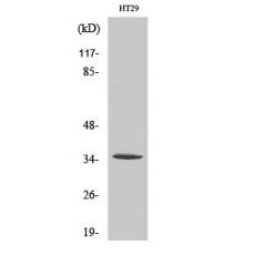 Anti-Olfactory receptor 2J2 antibody