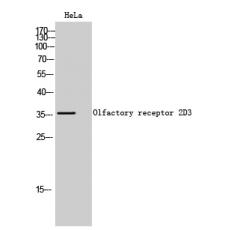Anti-Olfactory receptor 2D3 antibody