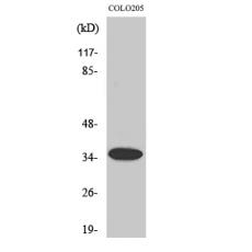 Anti-Olfactory receptor 1A1 antibody