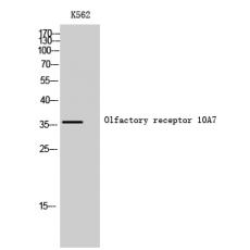 Anti-Olfactory receptor 10A7 antibody