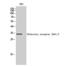 Anti-Olfactory receptor 2AG1/2 antibody